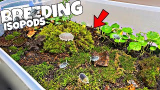 Breeding 1000s of Isopods in DIY Terrarium PROFIT [upl. by Niram]