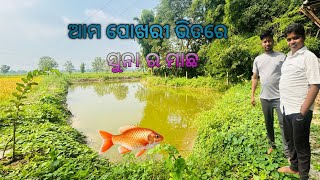 ପୋଖରୀ ଭିତରେ ସୁନା ର ମାଛ Golden fish travelblog travel fishing fish [upl. by Lashoh334]