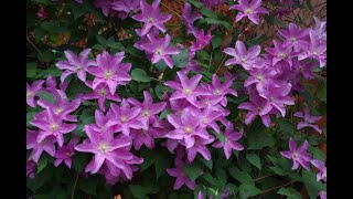 My garden Clematis quotComtesse de Bouchaudquot  quotDanutaquot  Клематисы самые прекрасные [upl. by Haliled]