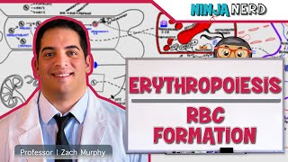 Hematology  Erythropoiesis Red Blood Cell Formation Part 1 [upl. by Vowel]