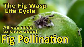 Fig Pollination and Fig Wasp Life Cycle Blastophaga psenes  All you need to know [upl. by Elleret519]