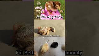 Development of the Chick MICROBIOME  Beneficial Microorganisms for Baby Birds  Dr ARSHAD [upl. by Manchester182]