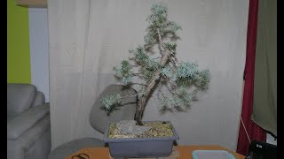 Juniper communis  Der stachelige Geselle [upl. by Fayina170]