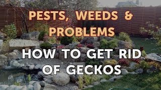 How to Get Rid of Geckos [upl. by Calandria118]