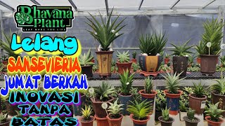 Lelang Sansevieria Jumat Berkah Inovasi Tanpa Batas sansevieria sindoro tower bhavanaplant [upl. by Eromle]