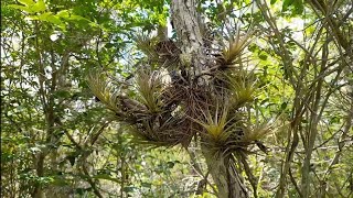 🟢TILLANDSIAS NO SEU HABITAT NATURAL natureza tillandsia mato [upl. by Nabla902]