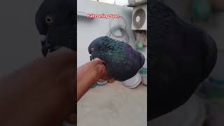 Top Shahjahanpuri Kabootar highflyingpigeons youtubeshorts pigeonstatus kabutarstatus [upl. by Danella841]