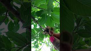 How to grow Magnolia champaca plant seeds 🌿 garden [upl. by Martie]