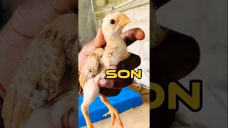 Son vs Father who will win ayam aseelmurga rooster shorts birds chicken pets [upl. by Seek]