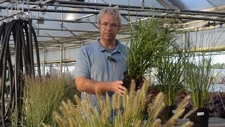 Ornamental Grass Production Tips  Walters Gardens [upl. by Beaudoin441]