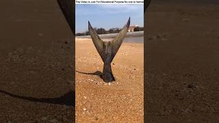 What did the man find while walking on the beach in Coxs Bazar😱amazingfacts ytshort [upl. by Belamy692]