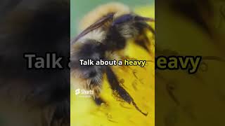 Buzzing Bee Facts shorts [upl. by Sev]