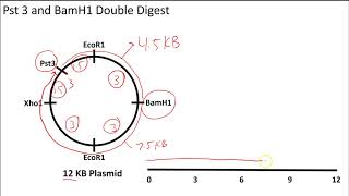 AP Biology Restriction Enzyme Digests on Circular Plasmids [upl. by Merceer]