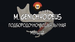 Подбородочноподъязычная мышца m geniohyoideus 3D Анатомия [upl. by Adnileb991]