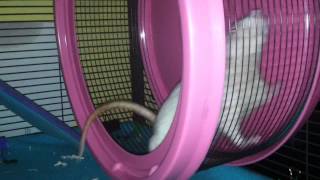 The Best Wheel For Rats Video 1 of 3 [upl. by Neils]