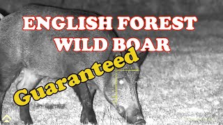 ENGLISH FOREST WILD BOAR HUNTING [upl. by Maon]