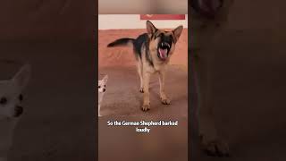 Police dogs escort the beautiful Chihuahua home animal filmshorts [upl. by Yborian46]