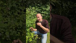 Agrimony agrimonia eupatoria herbs grasslands permaculture gardening adventure explore [upl. by Lauder]