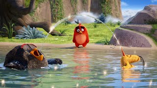 The Angry Birds Movie Hindi 0814 The Lake Of Wisdom Scene Movie Clips in Hindi [upl. by Eelimaj]