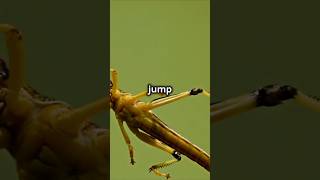 The Incredible Jumping Ability of Grasshoppers 🦗  sciencescopes facts shorts [upl. by Trebornhoj]