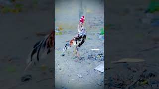 How waaaas 😱 aseelrooster shortvideos birds viralvideos [upl. by Elbon]