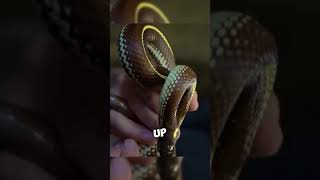 TwoHeaded Snake Surprise 🐍🐍 wildlife nature rare [upl. by Kreit]