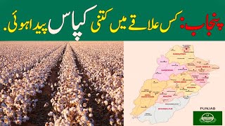 The Cotton Belt of Punjab Pakistan Top 10 Cities Leading in Cotton Production 2024 [upl. by Icak]