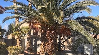 Canary palm tree Phoenix Canariensis [upl. by Edalb173]