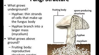 HYPHAE  singular Hypha AND MYCELIUM OF FUNGI [upl. by Heywood486]