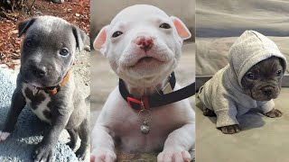 CUTEST and ADORABLE Pit Bull Puppies Compilation 1 [upl. by Lian]