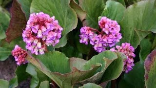 Le bergenia [upl. by Namar23]