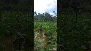 പയർ കൃഷി  Cowpea farm farming agriculturepayar cowpea [upl. by Iva391]