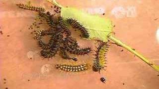 Nevada Buck Moth Group Molt Time Lapse [upl. by Grenier]