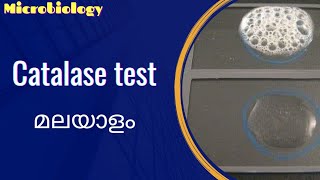 Catalase test Malayalam [upl. by Anairam]