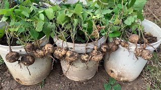 Tips To Grow Yam Bean or Jicama Plant in Pot from Seeds to HarvestGrowing Jicama Plant in Container [upl. by Nalniuq]