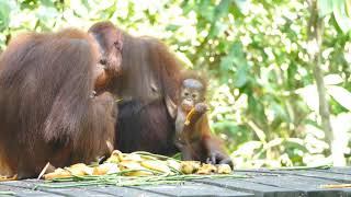 Orangutan Rehabilitation Centre and Bornean Sun Bear Conservation Center in Sepilok [upl. by Maurizia332]