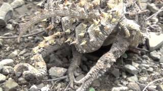 Horned lizard sex Phrynosoma asio [upl. by Sito]