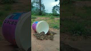 Creative DIY Quail Bird Trap Using U90 Bottle Drop Down in the Hole ytshorts birdtrap animaltrap [upl. by Nilre698]