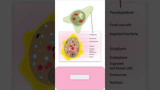 TROPHOZOITE of ENTAMOEBA HISTOLYTICA parasitology pathology microbiology medicalmicrobiology [upl. by Gibson541]