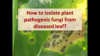 How to isolate plant pathogenic fungi from diseased leaf  Saprophyte  Isolation from leaf tissue [upl. by Odrahcir919]