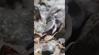 The homeless platypus animalshorts animals cuteanimal shortvideo [upl. by Morel]