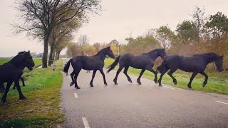 You will never believe how we bring in these amazing Friesian horses [upl. by Nedah]