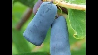 Honeyberry plants  Lonicera caerulea [upl. by Cedar]