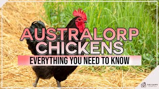 Australorp Chickens Everything You Need To Know [upl. by Korman65]