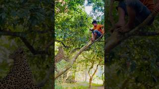 A leopard attacks a boy on Lichee Tree vfx shorts leopard wildlife videos tiger [upl. by Aldos]