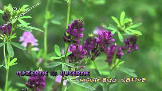 lucerne  luzerne  medicago sativa  alfalfa [upl. by Winson753]