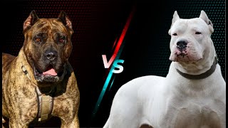 Breed Showdown Dogo Argentino VS Presa Canario [upl. by Maillw]