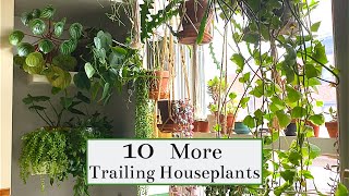 10 More Trailing Houseplants [upl. by Akemeuwkuhc]