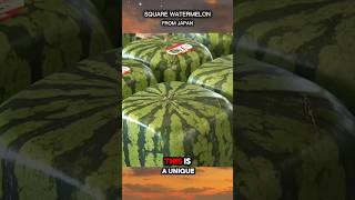 Square Watermelon from Japan shorts watermelon [upl. by Kcirb]