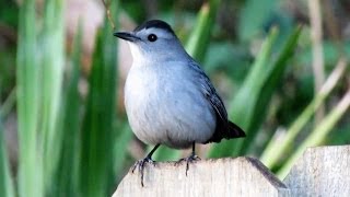 CatBird Mewing Call [upl. by Enavi]